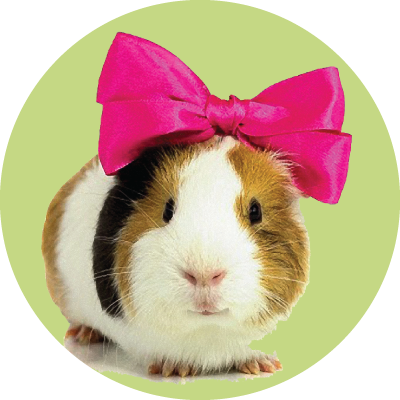 Event Packages Guinee Pig